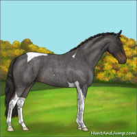 Horse Color:Liver Red Roan Tobiano 