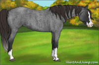 Horse Color:Liver Red Roan Splash 