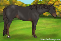 Horse Color:Liver Chestnut Sabino 