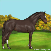 Horse Color:Liver Chestnut Sabino Rabicano 