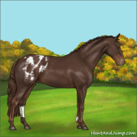 Horse Color:Liver Chestnut Sabino Appaloosa 