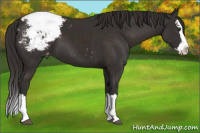 Horse Color:Liver Chestnut Sabino Splash Varnish 