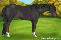 Horse Color:Liver Chestnut 