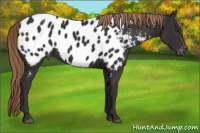 Horse Color:Liver Chestnut Appaloosa 