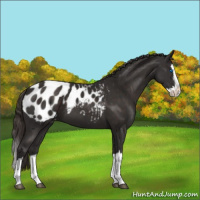 Horse Color:Liver Chestnut Sabino Splash Appaloosa 