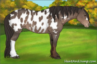 Horse Color:Liver Chestnut Appaloosa 