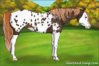 Horse Color:Liver Chestnut Splash Appaloosa 
