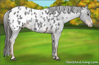 Horse Color:Liver Red Roan Sabino Appaloosa