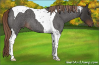 Horse Color:Liver Red Roan Tobiano 