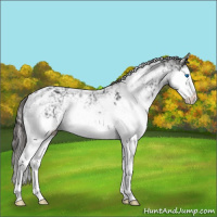 Horse Color:Liver Chestnut Sabino Splash 