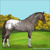 Horse Color:Liver Red Roan Tobiano Appaloosa