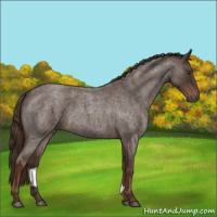 Horse Color:Liver Red Roan Rabicano 