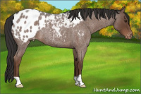 Horse Color:Liver Red Roan Appaloosa