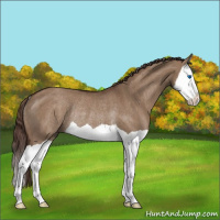 Horse Color:Liver Red Dun Splash Rabicano