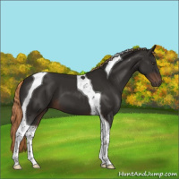 Horse Color:Liver Chestnut Tobiano 