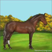 Horse Color:Liver Chestnut Sabino