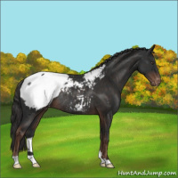 Horse Color:Liver Chestnut Appaloosa Rabicano 