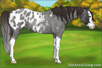 Horse Color:Liver Red Roan Splash Appaloosa Rabicano 