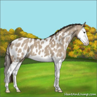 Horse Color:Liver Red Dun Splash Appaloosa