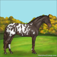Horse Color:Liver Red Roan Appaloosa Rabicano 