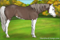 Horse Color:Liver Red Roan Splash