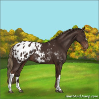 Horse Color:Liver Chestnut Appaloosa 