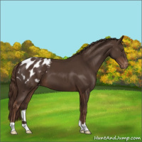 Horse Color:Liver Chestnut Appaloosa 