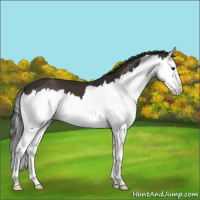 Horse Color:Liver Chestnut Splash 