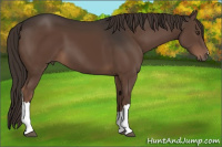 Horse Color:Liver Chestnut 