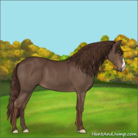 Horse Color:Liver Chestnut 