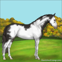 Horse Color:Liver Chestnut Splash Frame 