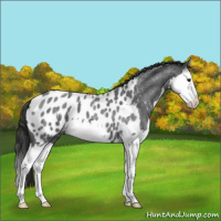 Horse Color:Liver Red Roan Splash Near Leopard 