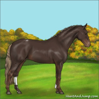 Horse Color:Liver Chestnut Varnish 
