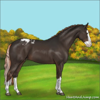 Horse Color:Liver Chestnut Splash Appaloosa 