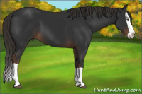 Horse Color:Liver Chestnut Splash 