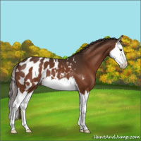 Horse Color:Liver Chestnut Splash Appaloosa 