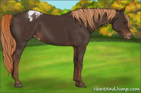 Horse Color:Liver Chestnut Appaloosa 