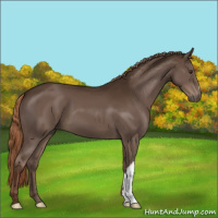 Horse Color:Liver Chestnut 