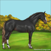 Horse Color:Liver Chestnut Sabino 