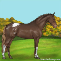 Horse Color:Liver Chestnut Appaloosa 