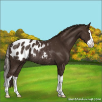 Horse Color:Liver Chestnut Splash Appaloosa Rabicano 