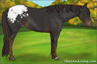 Horse Color:Liver Chestnut Snowcap 
