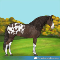 Horse Color:Liver Chestnut Splash Appaloosa 