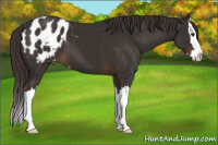 Horse Color:Liver Chestnut Sabino Splash Appaloosa 