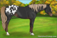 Horse Color:Liver Chestnut Appaloosa 