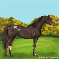 Horse Color:Liver Chestnut Varnish 