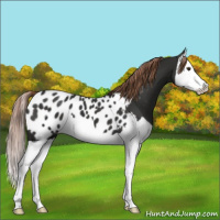 Horse Color:Liver Chestnut Splash Near Leopard 