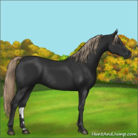 Horse Color:Liver Chestnut Rabicano 