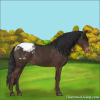 Horse Color:Liver Chestnut Appaloosa 