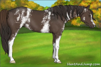 Horse Color:White Spotted Liver Chestnut 